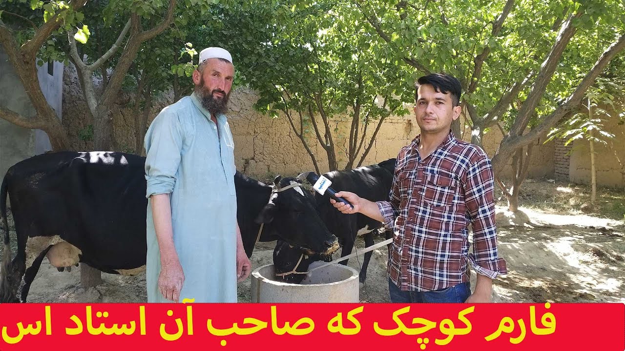 فارم گاو داری در دهدادی | مزارشریف | بلخ