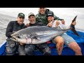 Jurassic park bluefin tuna  morocco
