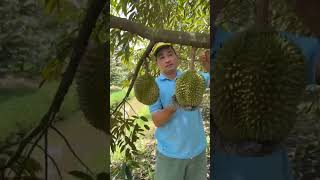 cắt dao 2 vườn musang king miền tây