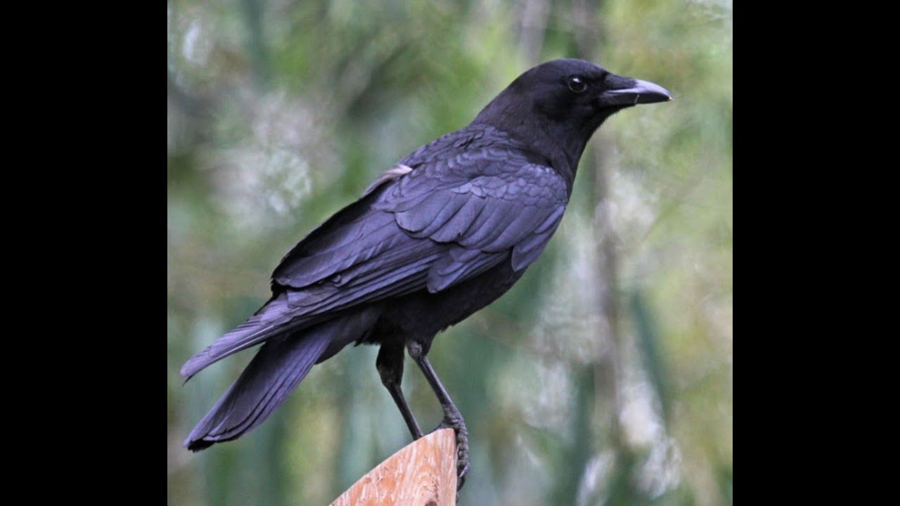 WHAT ABOUT CORVIDS?! The intelligent Bird family.