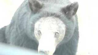 Beary scary