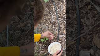 Using Eggshells to Protect My Plants 🌱 #gardeningtips #homesteadlife #organicgarden