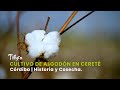Cultivo de Algodón en Cereté, Córdiba | Historia y Cosecha - TvAgro por Juan Gonzalo Angel