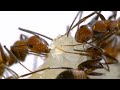 Ants Eating Melon | Relaxing Music