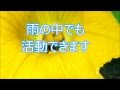 日本ミツバチと蜜源植物かぼちゃの花（Japanese honey bees）