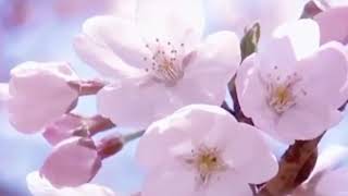 Bir qiz videoda labiyani korsatadi. Moskvada etuk fohishalar