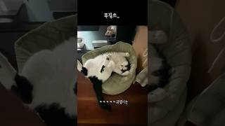 푸짐고양이.. 편안.. 한 고양이..  #바잇미 #칭찬해