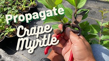 How to successfully propagate Crape Myrtles!!