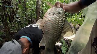 Petualangan di Hutan, Perangkap Ikan | Pemuda ini menangkap Ikan dengan Tangan