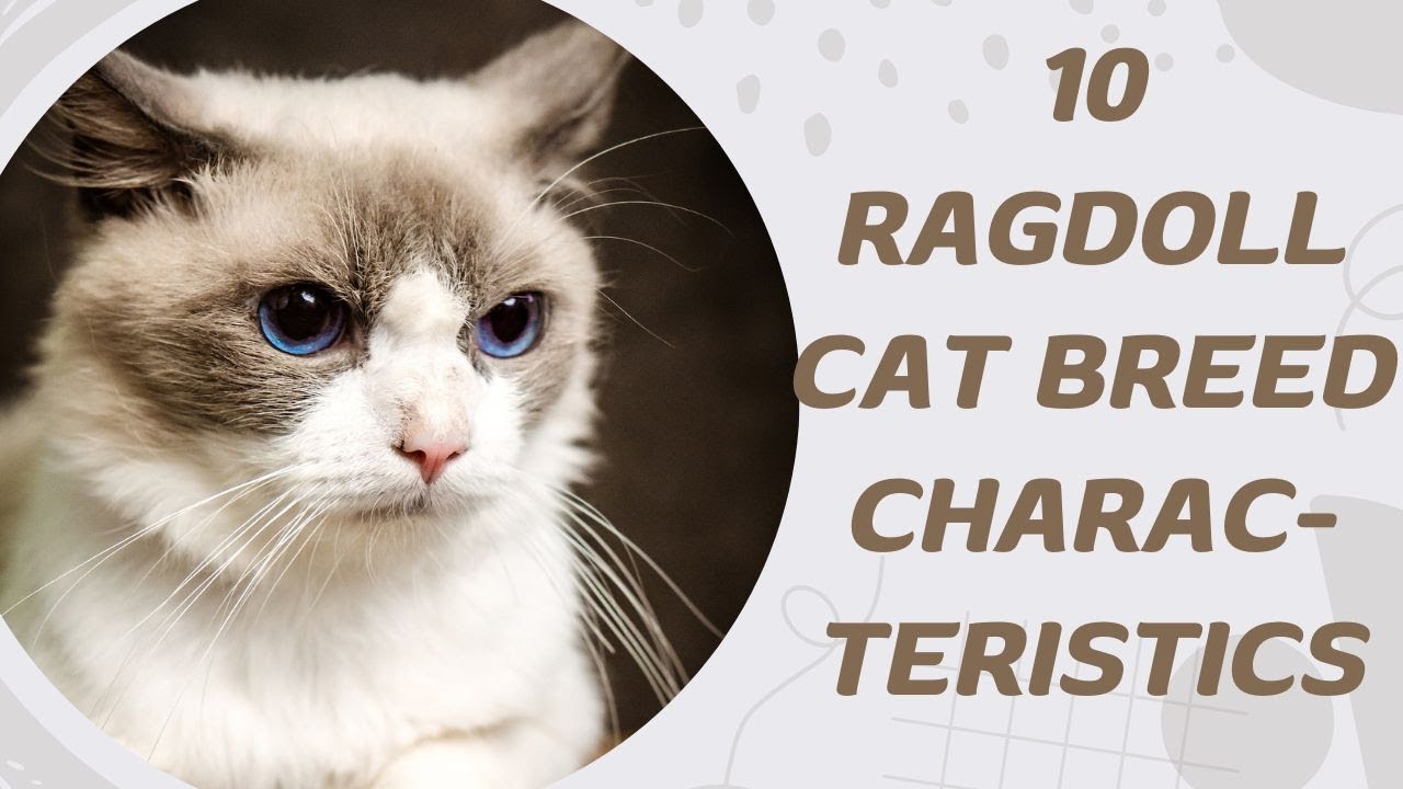 10 Ragdoll Cat Breed Characteristics - YouTube