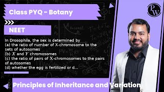 In Drosophila, the sex is determined by (a) the ratio of number of X-chromosome to the sets of au... screenshot 4