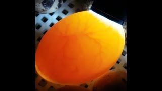 28 days of my duck eggs candling, July 5th~August 2nd and hatching moments!