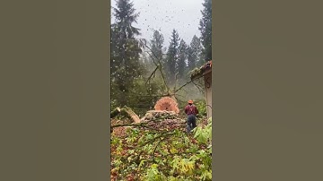 Powerful Tree Cutting in Action! 🌳🪓#TreeCutting #Logging #woodworking  #treecutting #wood