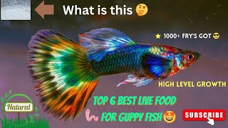 TOP 6 Best Live Food For Guppy FISH | கப்பி மீன்களுக்கு ஊட்டச்சத்து உணவுகள் | Fast Growing | #guppy