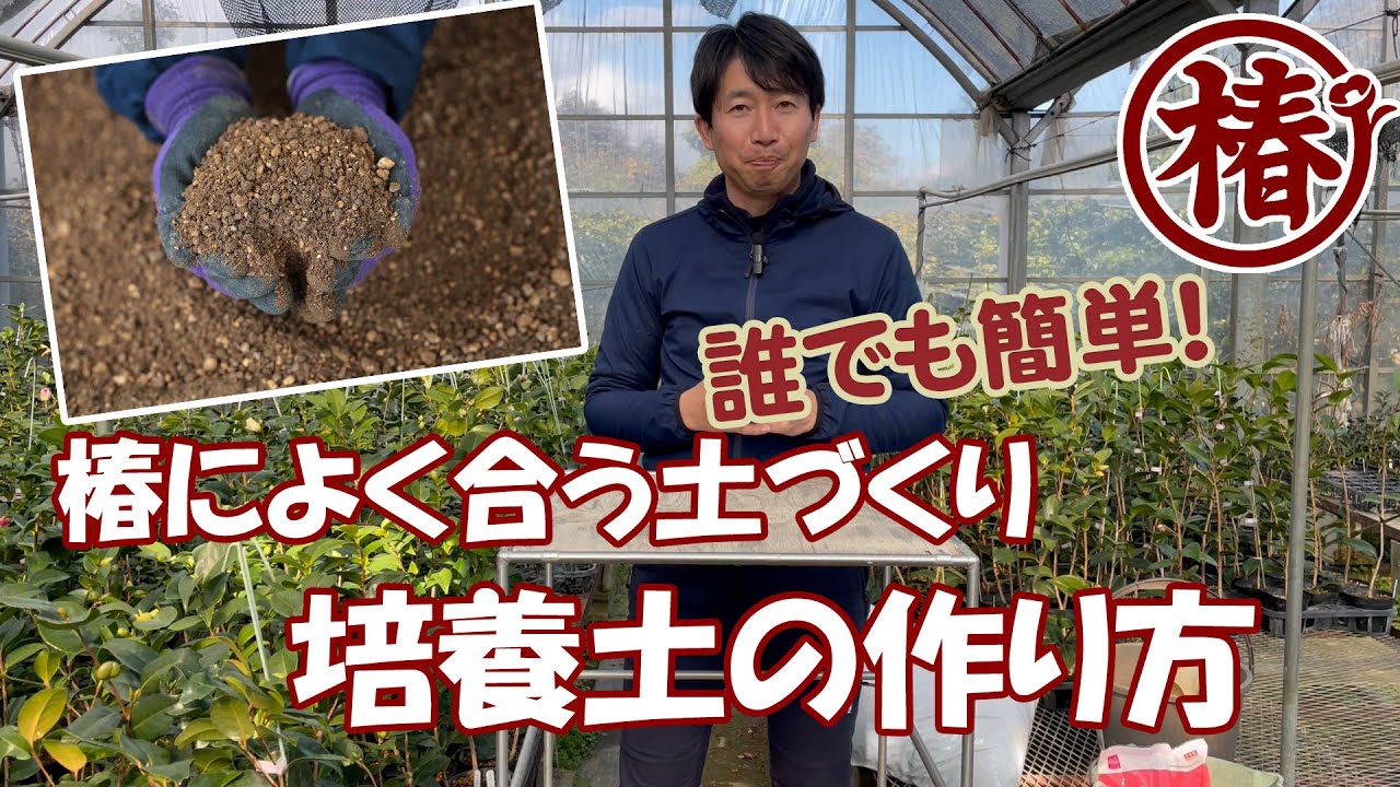 椿によく合う土づくり！「椿の培養土」は誰でも簡単に作ることができます！本日はその作り方と、椿におすすめの配合など、どんな点に注意しているのかを解説します！！