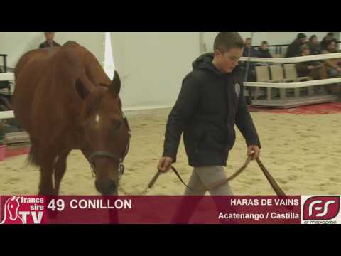 Conillon de retour au Haras de Vains - France sire