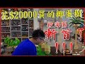 【開箱喳#56】花20000買的椰蛋樹被海關斬首了!!!