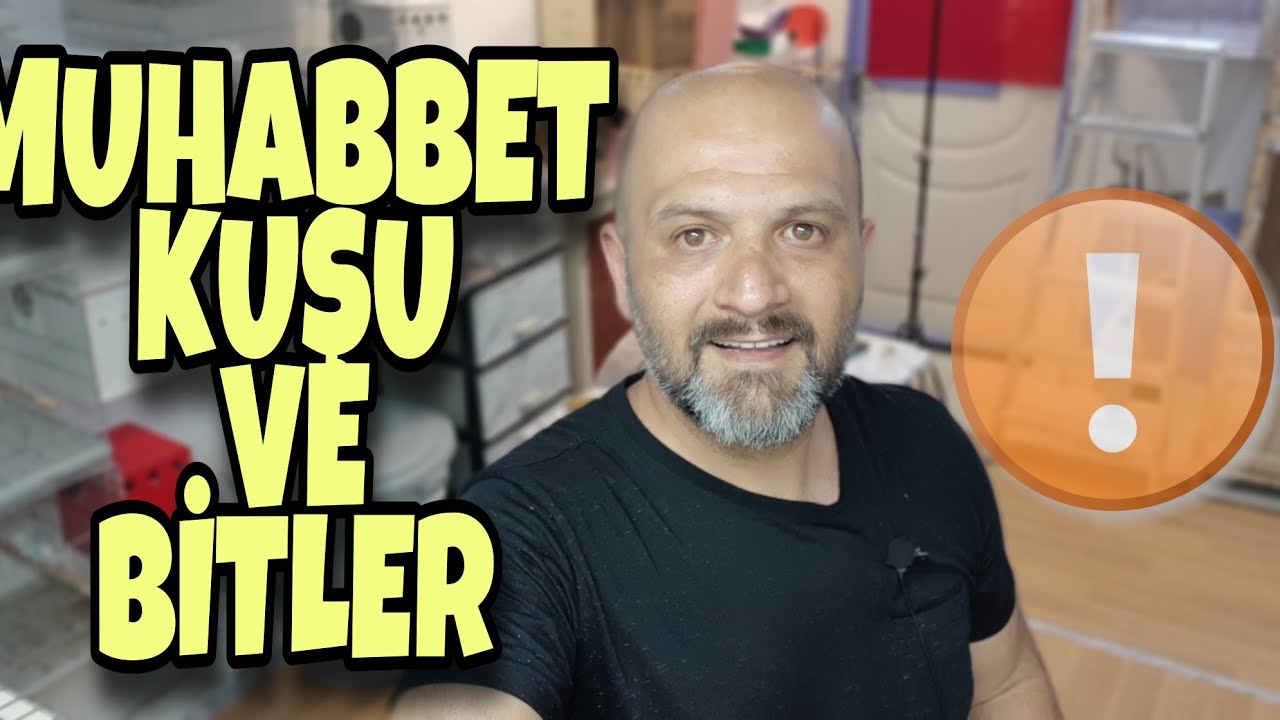 MUHABBET KUŞU BİTLER VE ÇÖZÜM || ( Yaz Sıcakları Dikkat )