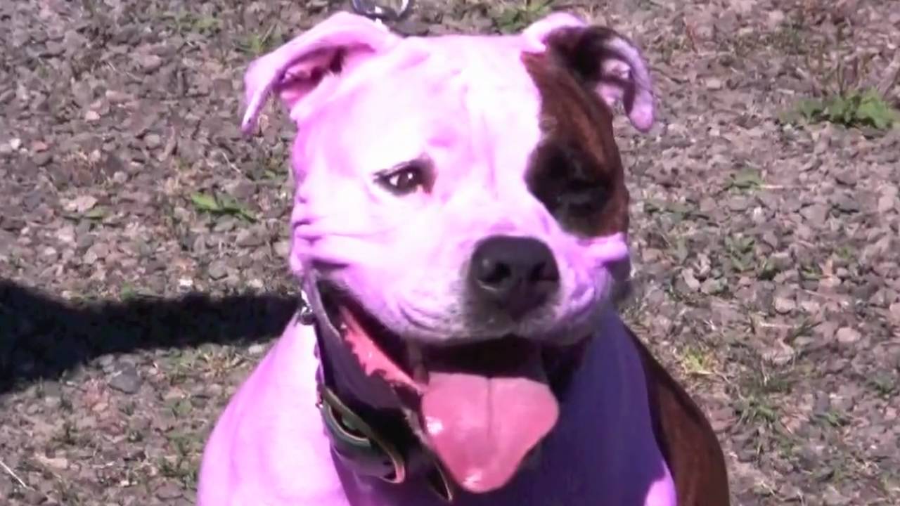 PINK PIT BULL SONG YouTube