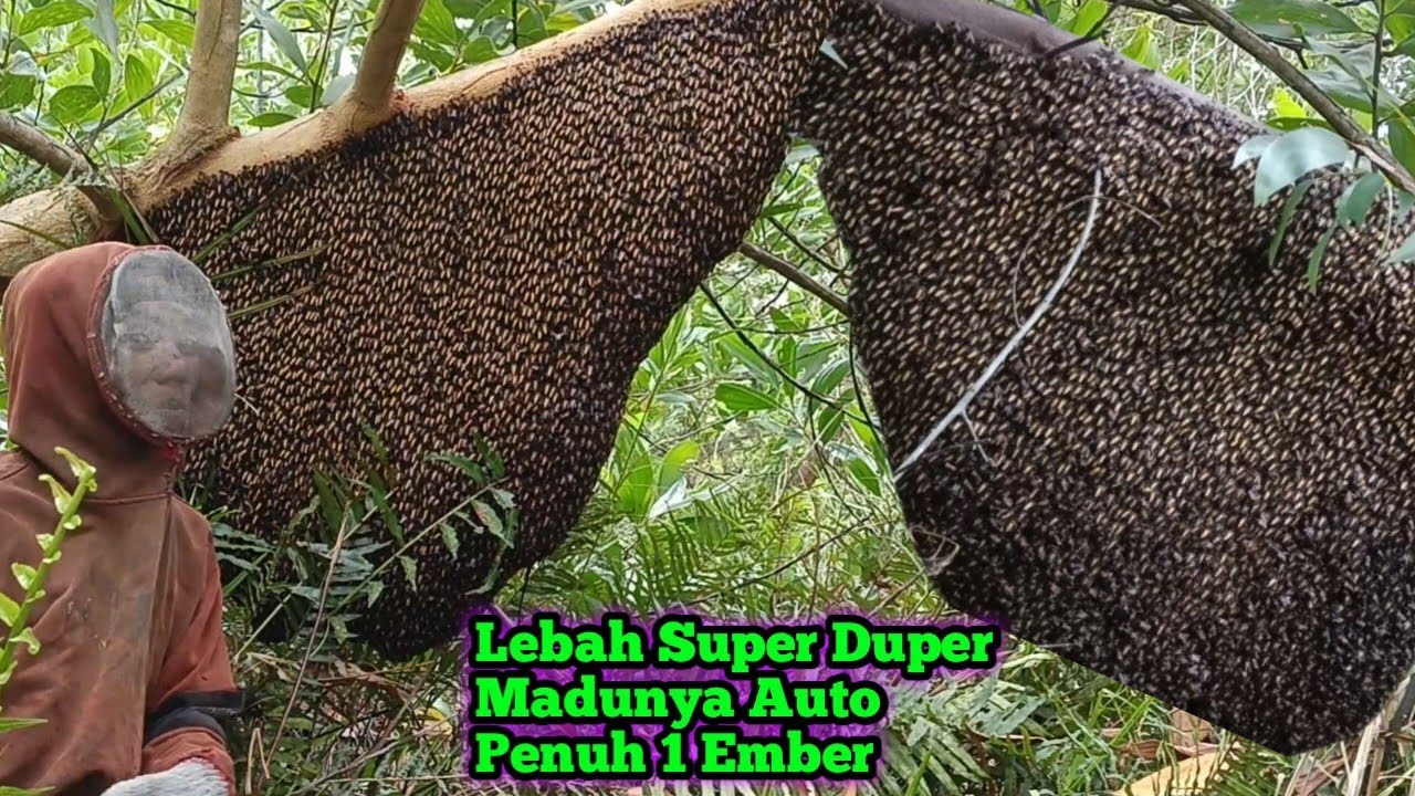 Super Spektakuler Madunya Auto Full 1 Ember #bee #honey #lebah #hutan #alam #panenmaduhutan #viral 