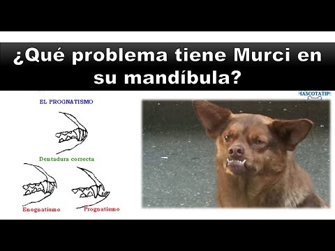 Video: Agrandamiento De La Mandíbula En Perros