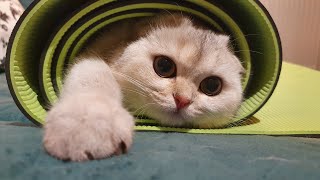 Cute cat plays with mat by Cat Beza 1,368 views 2 years ago 4 minutes, 29 seconds