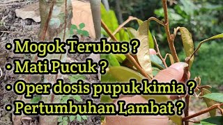 Ternyata Cara Ini Sangat Ampuh Merangsang Pertumbuhan Pohon Durian