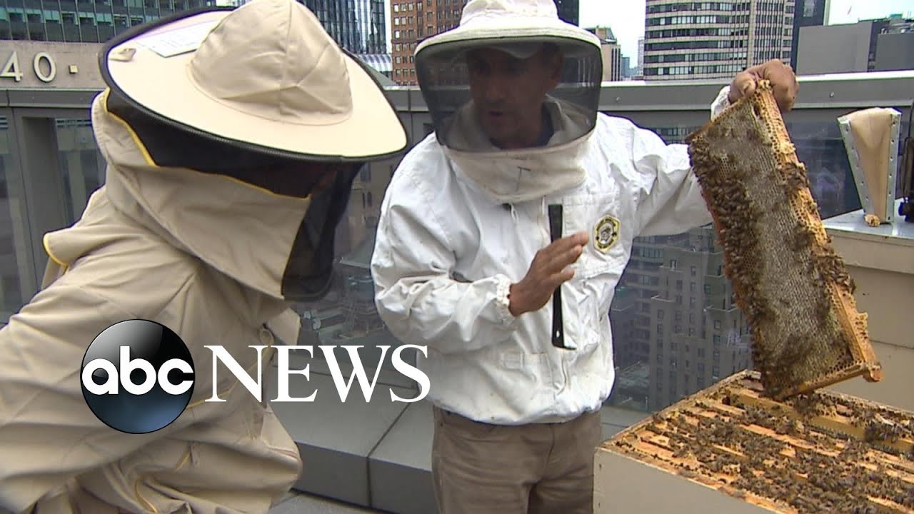 ‘It’s Not Too Late’: Surge in beekeeping hobby could cost native bees