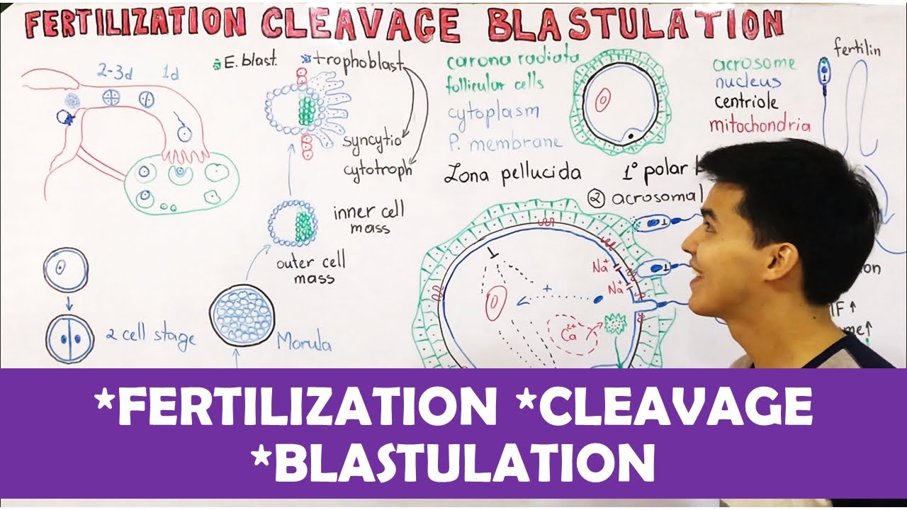 Embryology: Fertilization, Cleavage, Blastulation.