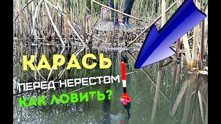 Как ловить карася перед нерестом? Как ловить карася перед нерестом?