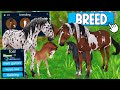 Breeding horses in star stable