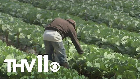 President Trump unveils $12 billion farm aid package | Here's how that impacts Arkansas