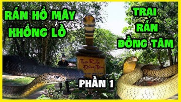 Sự Thật - Rắn Hổ Mây Trong Trại Rắn Đồng Tâm Phần 1 | Dong Tam Snake Farm