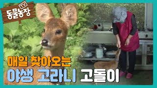 Wild elk that comes every day 'Godol' @TV Animal Farm 20170924