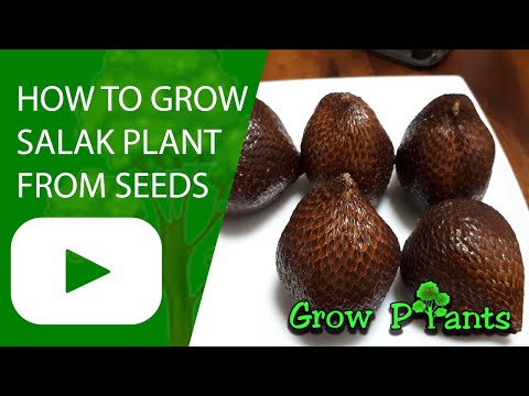 How to grow Salak plant from seeds (Snake fruit)
