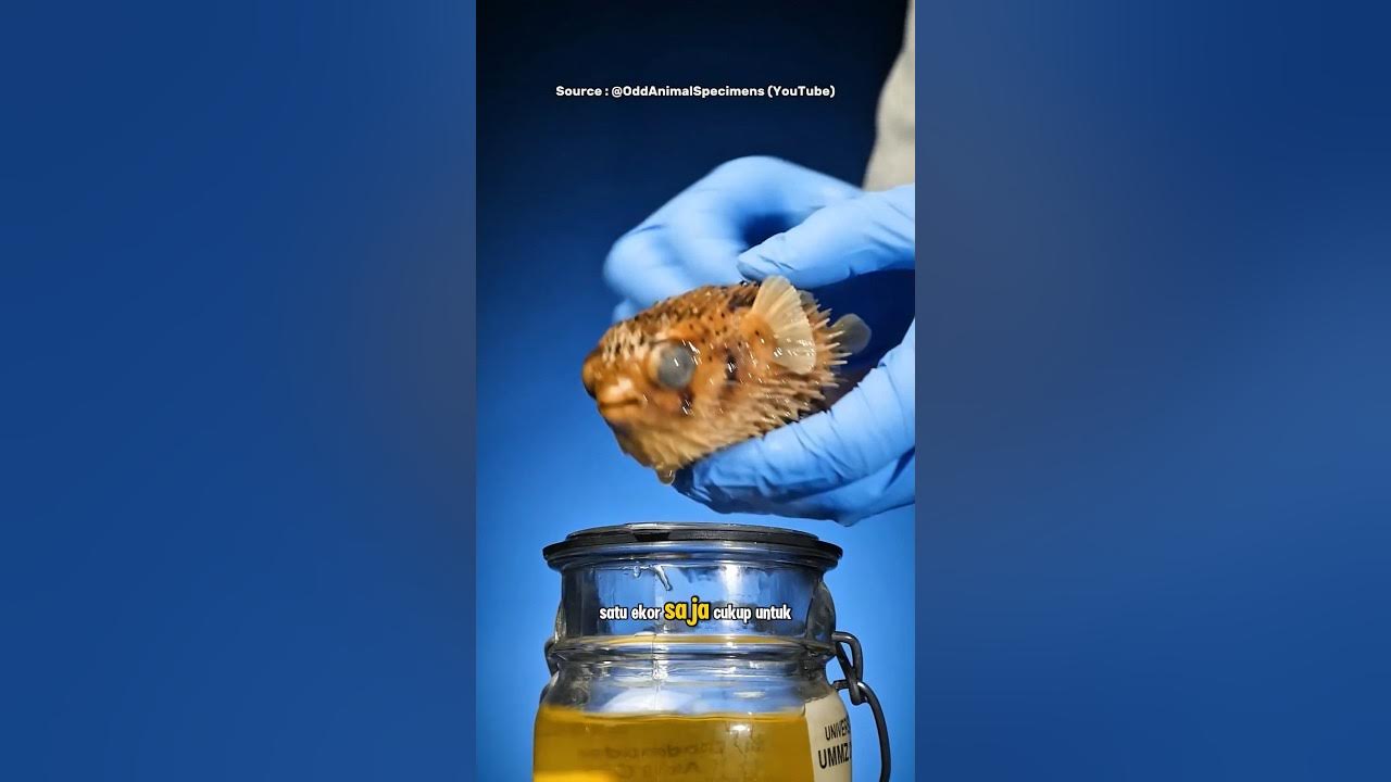 Ikan Cantik yang Bisa Jadi Tiket Satu Arah ke Alam Baka Ikan Cantik yang Bisa Jadi Tiket Satu Arah ke Alam Baka