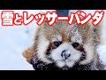 【レッサーパンダ】雪とレッサーパンダ Red Pandas at Maruyama Zoo