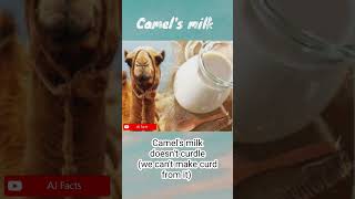 Facts about camel | milk #camel #desert #milk #curd #facts #AJFacts #shorts