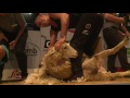 All Nations Open Shearing Final