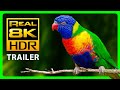 The Most Colorful Nature in REAL 8K HDR | TRAILER &amp; TV DEMO 2022