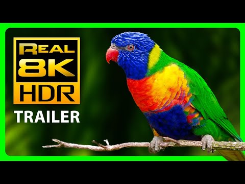 The Most Colorful Nature in 8K HDR!