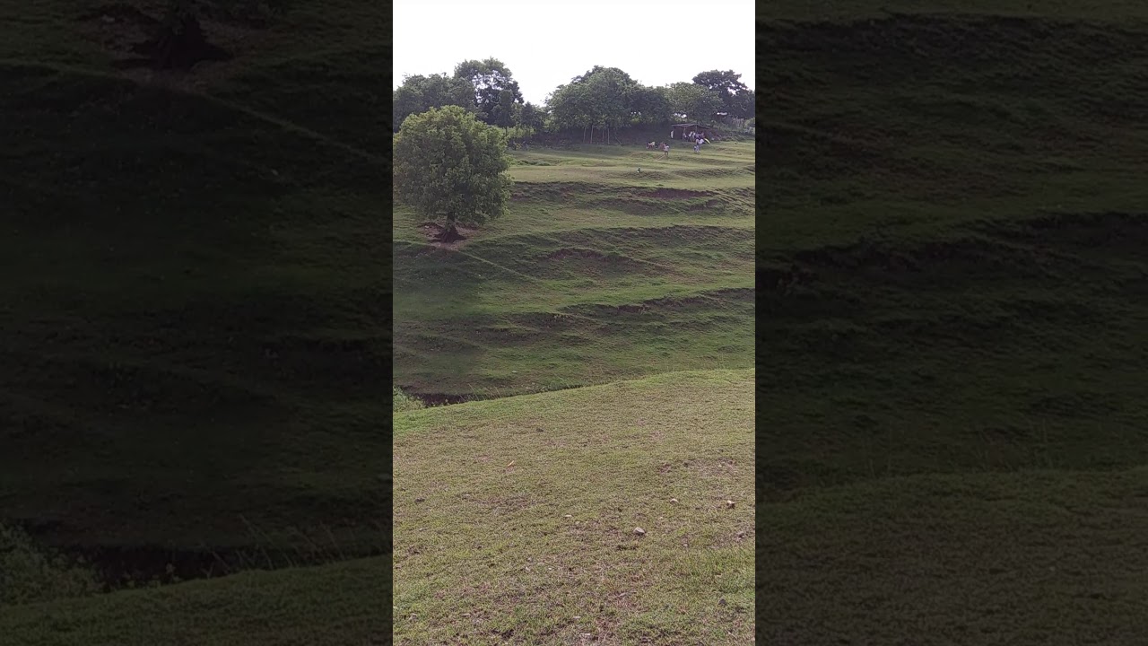 new Zealand pozzorubio