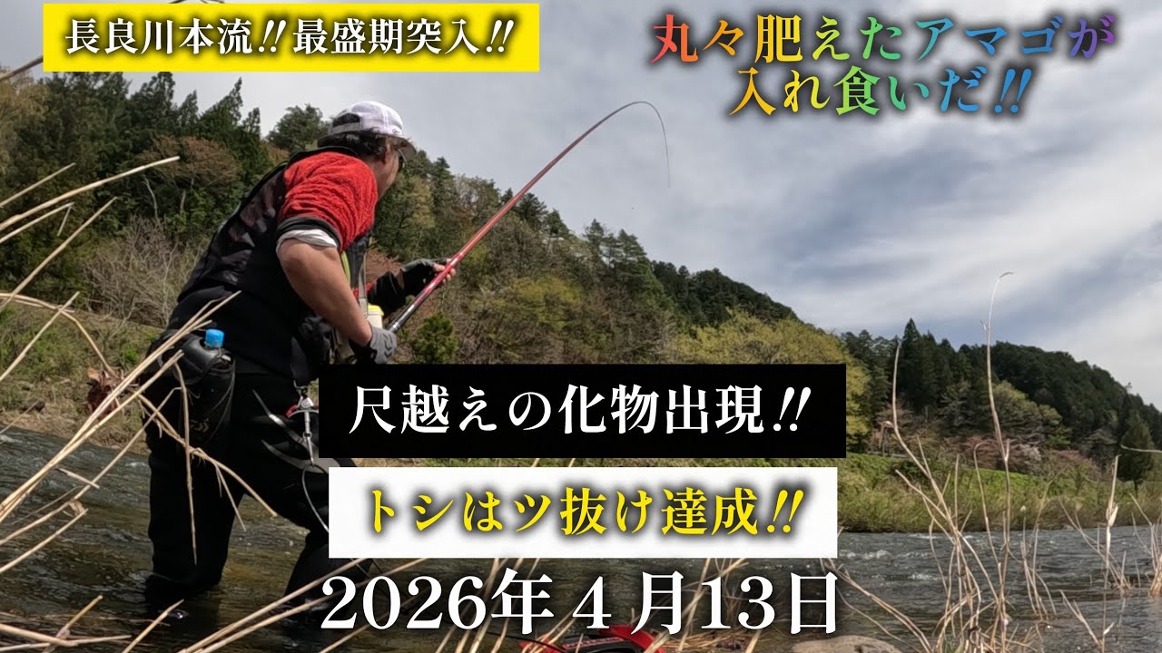 あまご釣竿　5.4メートル　郡上あまご54 0904-427M⑧16018 釣竿 郡上あまご 5.4 フィッシング アウトドア - 5.4