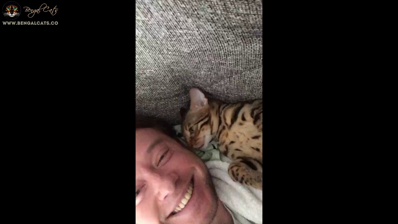 cats inn Alex The Adorable Bengal Kitten