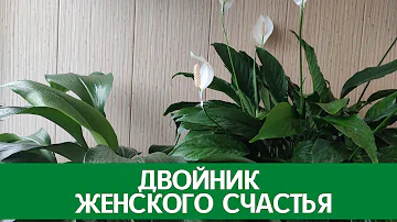 Экзотическое растение, листья которого похожи на спатифиллум