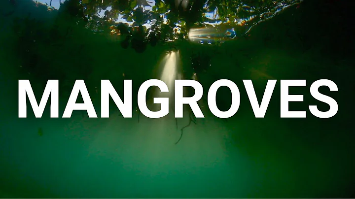 Mangroves - Restoring the guardian forests - DayDayNews