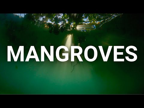 Mangroves - Restoring the guardian forests