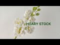 HOARY STOCK FLOWER in Gumpaste or Clay by Marckevinstyle