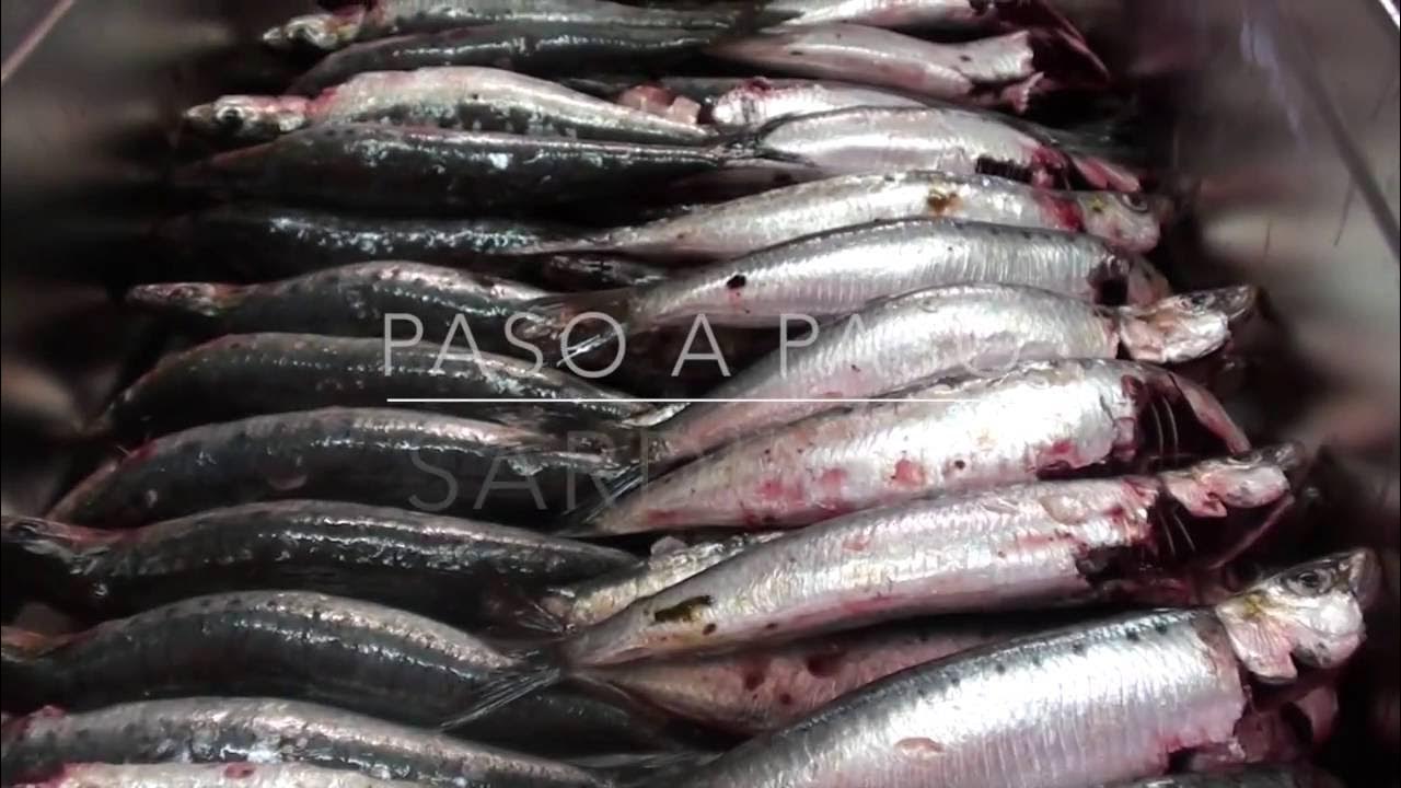 Paso a paso cómo limpiar sardinas How to clean fresh sardines YouTube