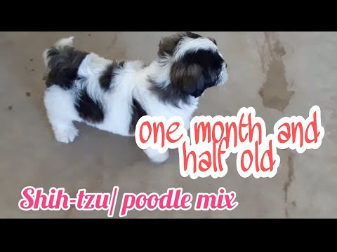 shih-tzu/poodle mix | jannah